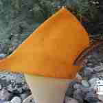 Robin Hood Hat Burnt Orange