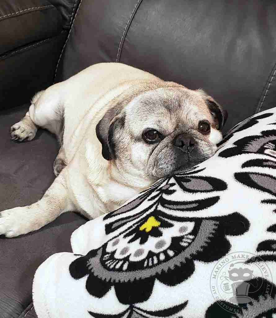 Lily Pug On Sofa