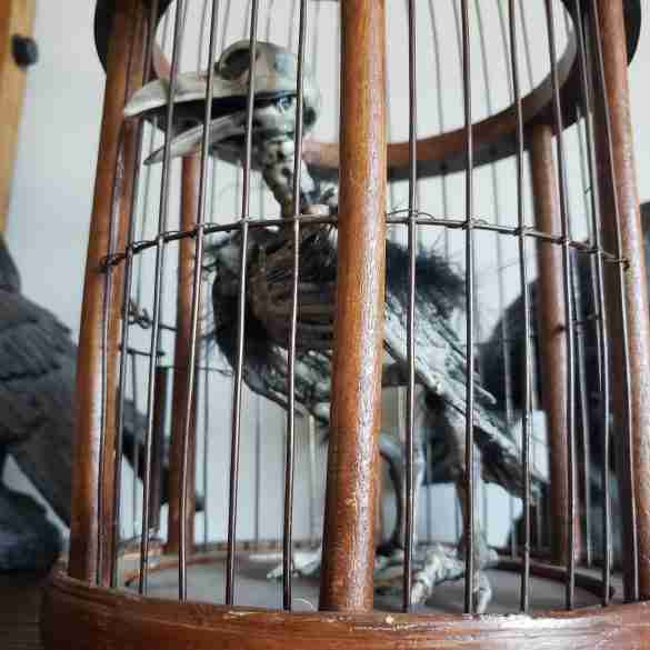 Zombie Crow In Cage B