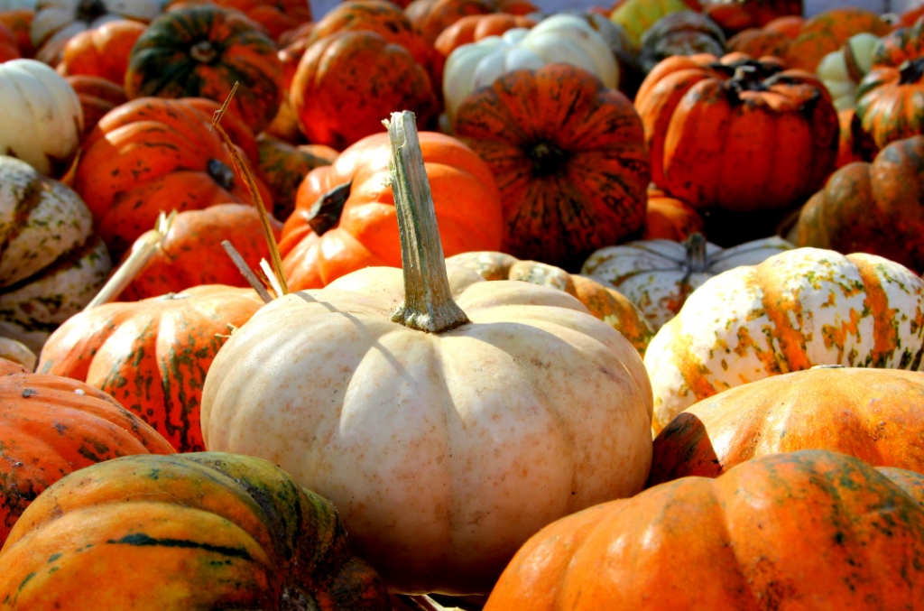 Pumpkin Harvest