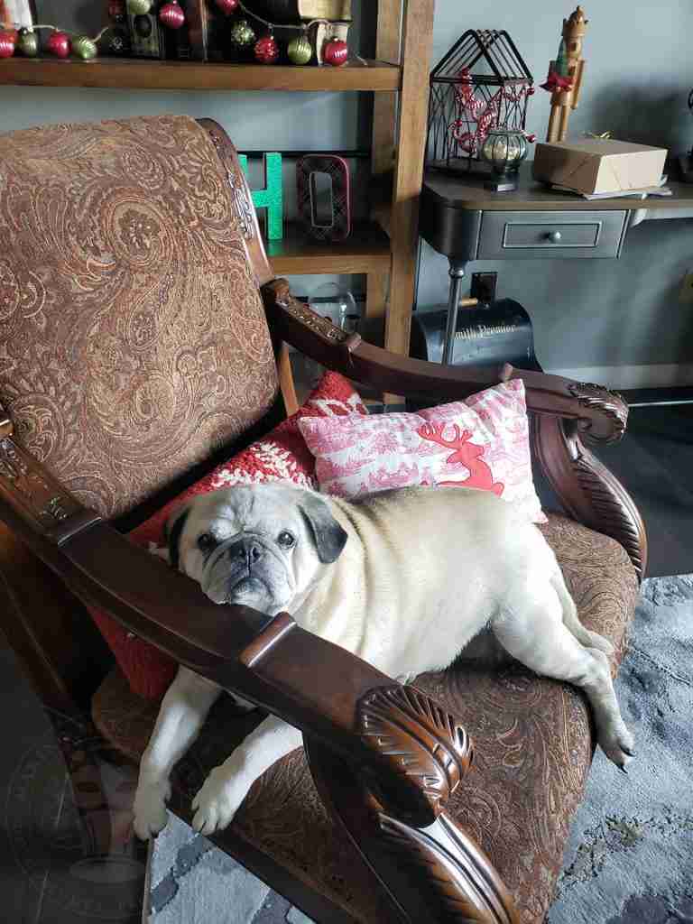 Lily Pug