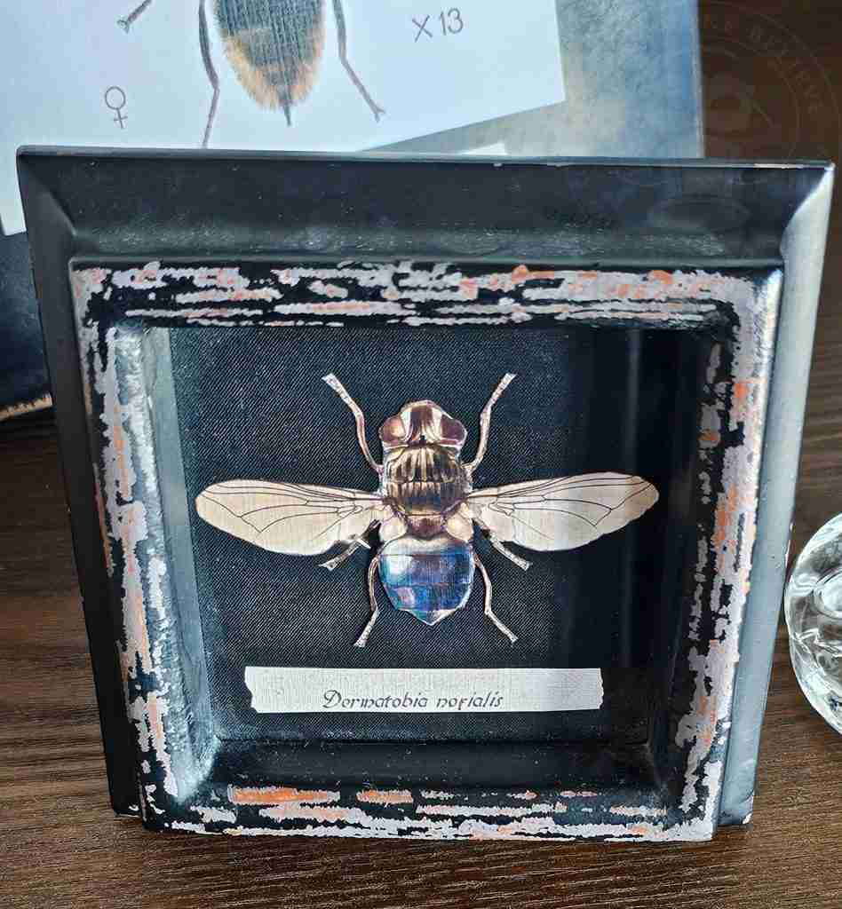 Mounted Creepy Crawlies