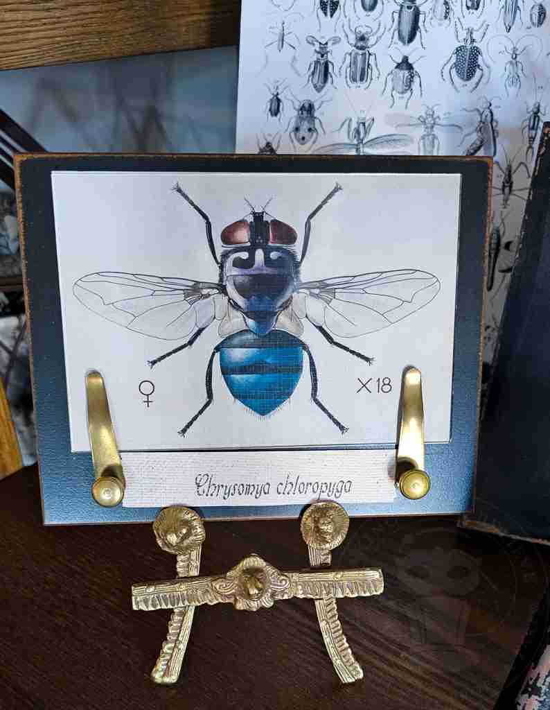 Framed Creepy Crawlies