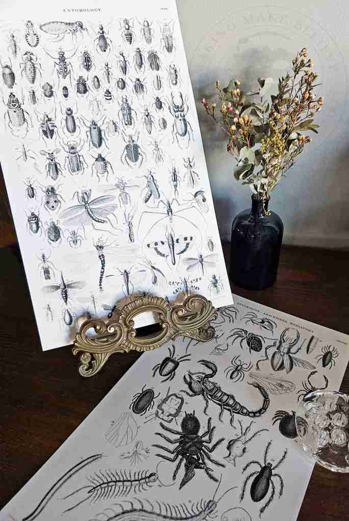 Entomology Color Sheets