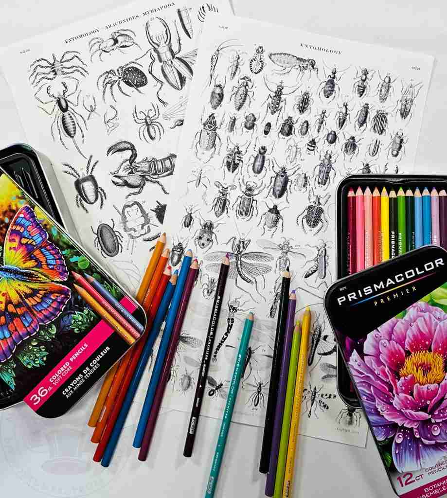 Entomology Color Sheets