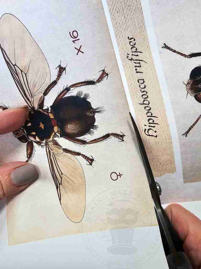 Cut Out Creepy Crawlies Labels