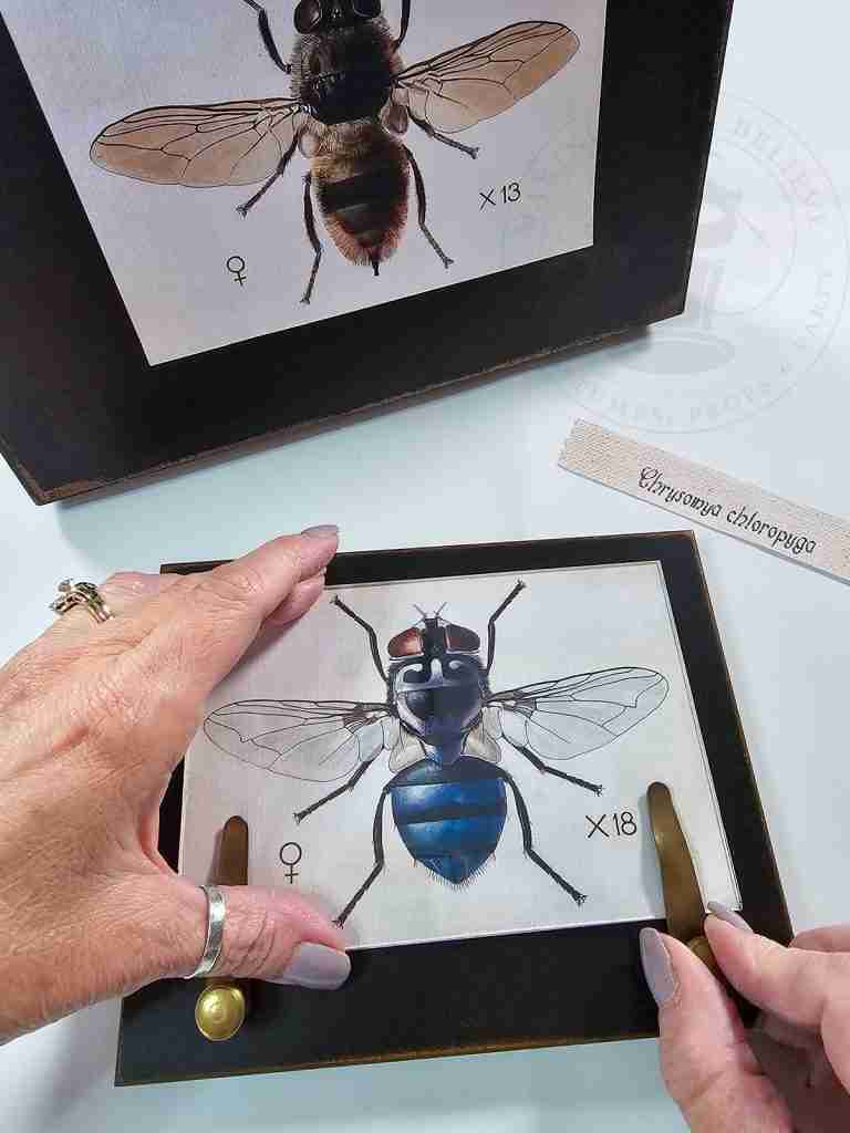 Add Creepy Crawlies Printables To Frames