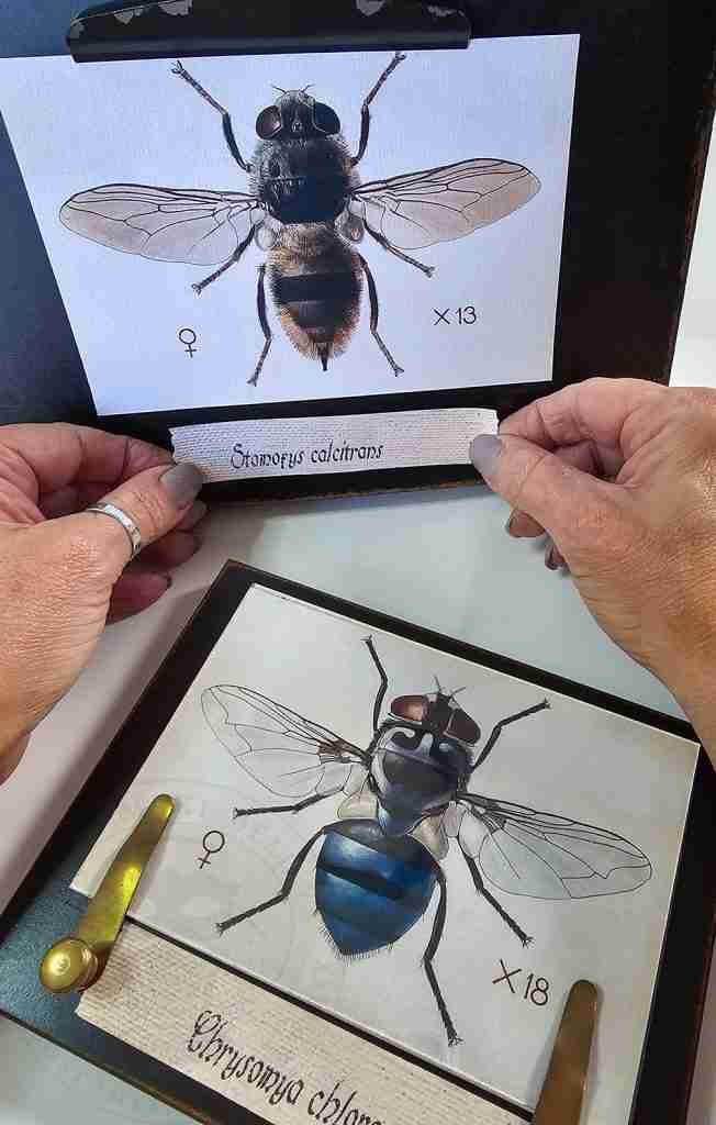 Add Specimen Label To Frames