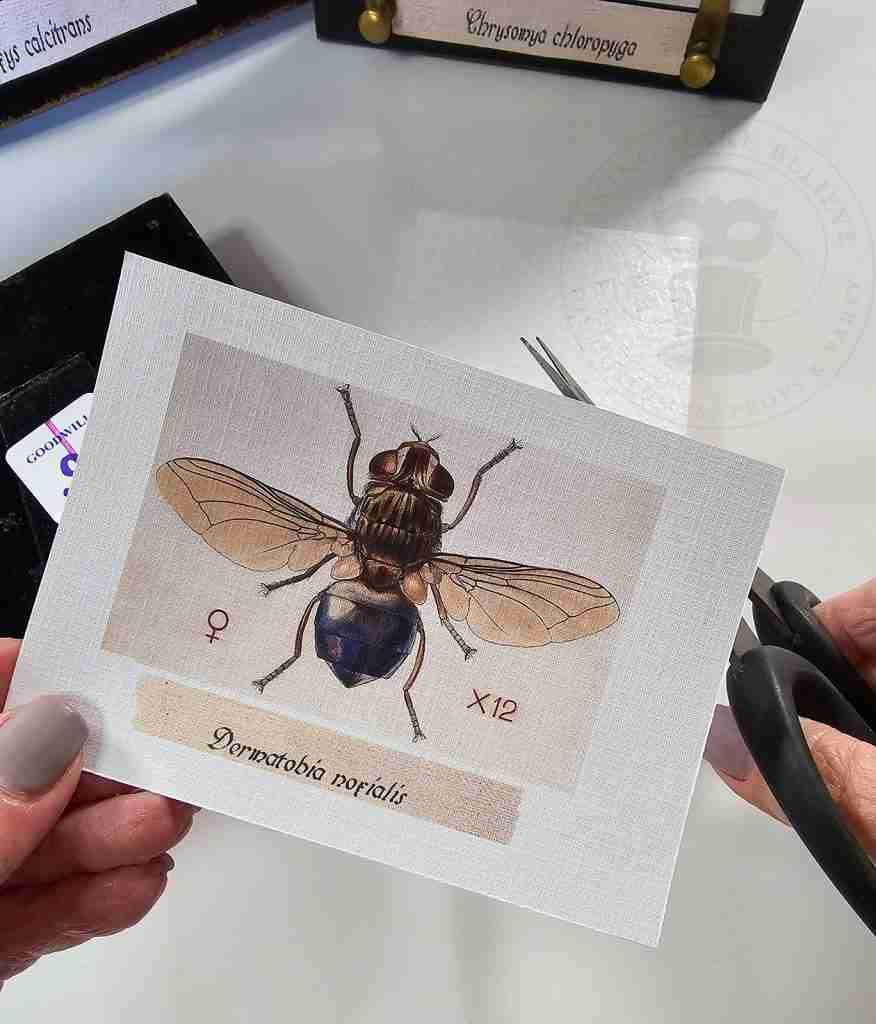 Resize Creepy Crawlies Printables