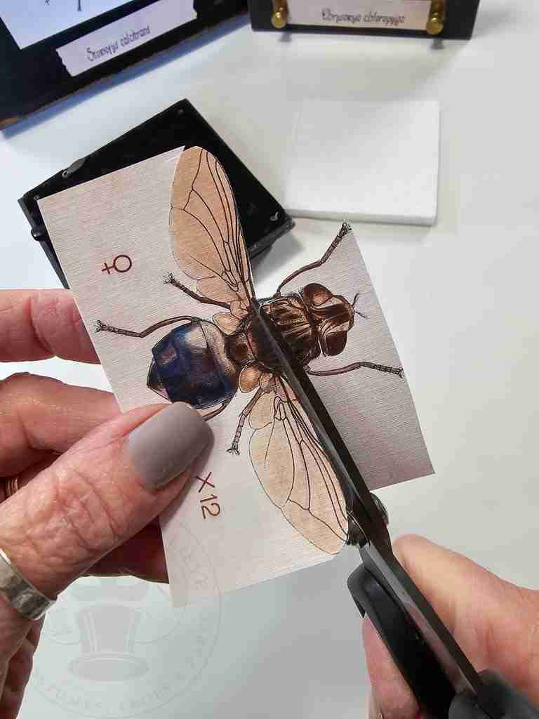 Fussy Cut Creepy Crawlies Printables