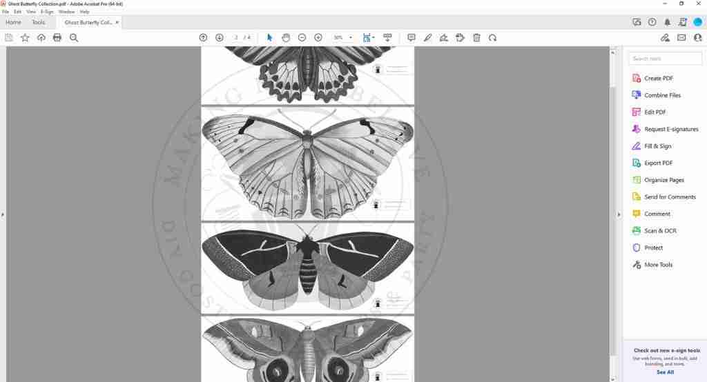 Ghostly Butterfly Collection