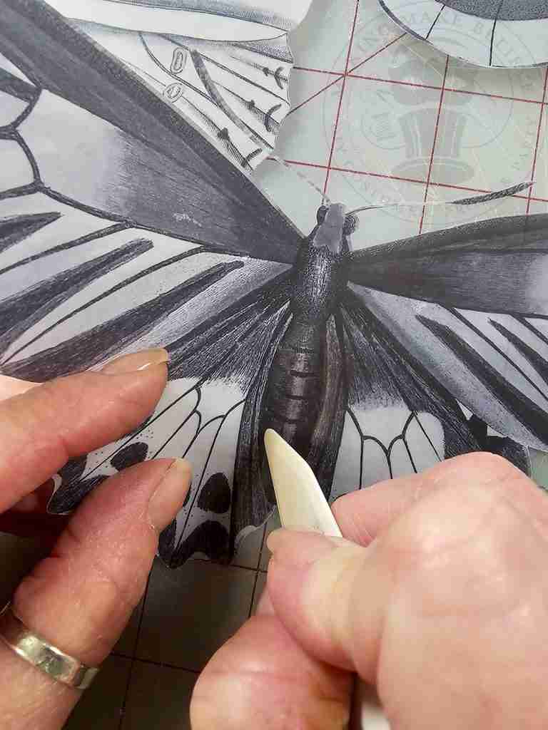 Score Along Body of Butterfly