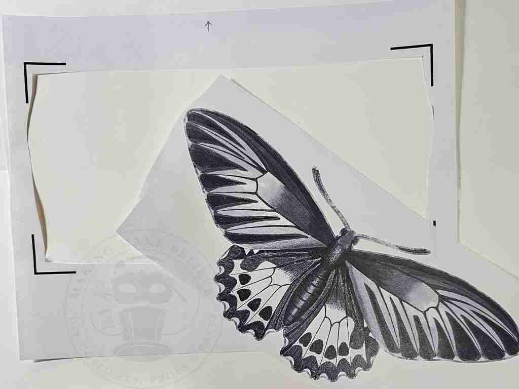 Image Removed