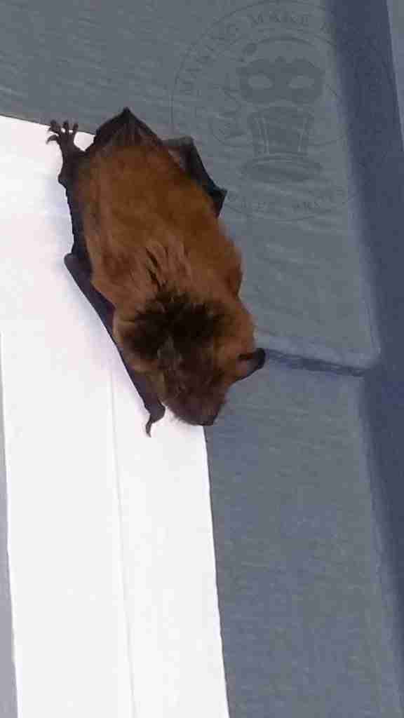 Bat hanging out next to our front door