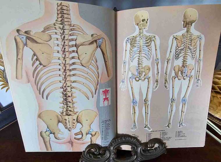 Haunted Haul - Vintage Medical Encyclopedia Skeletal System