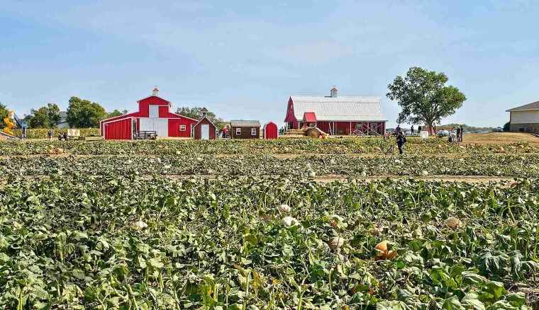 Pumpkin Patch Halloween 2024
