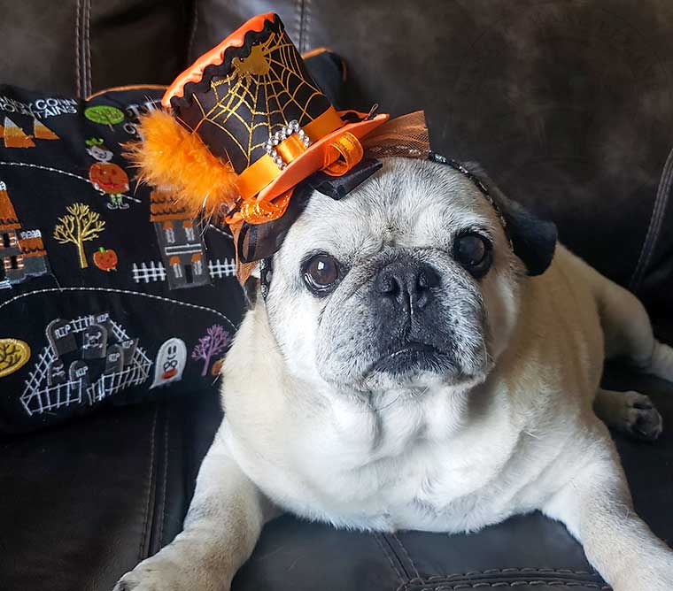 Lily Pug wearing a Halloween hat