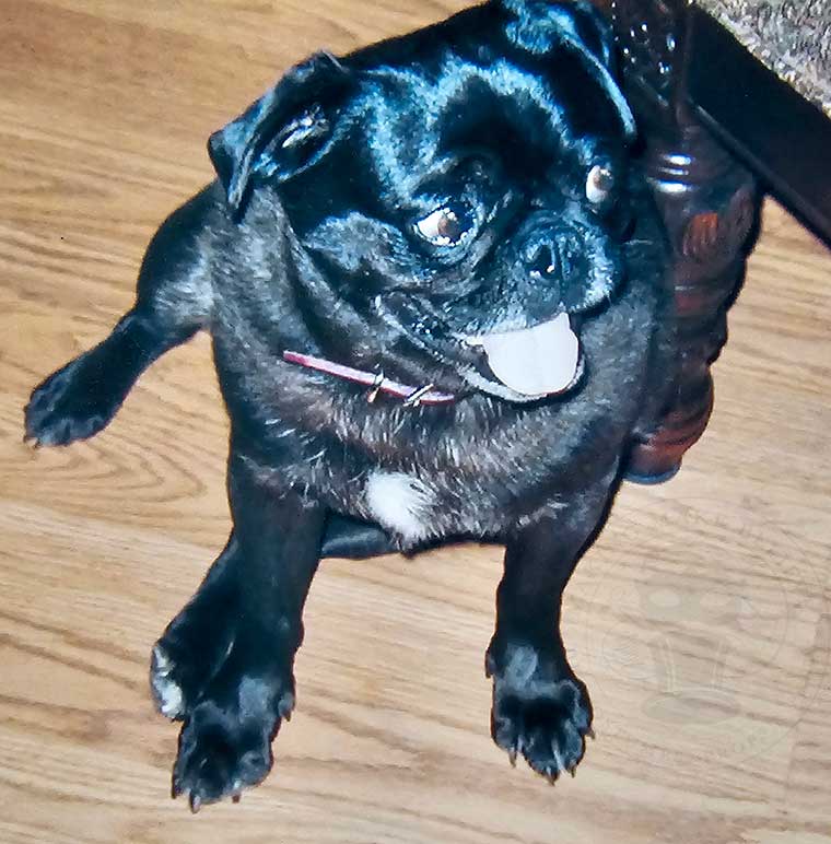 Bella Lou