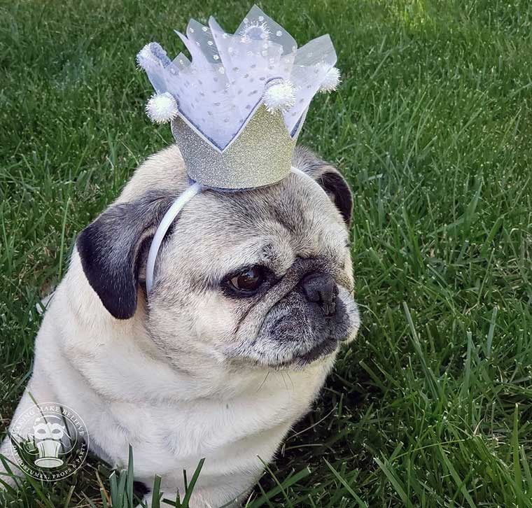 Princess Lily