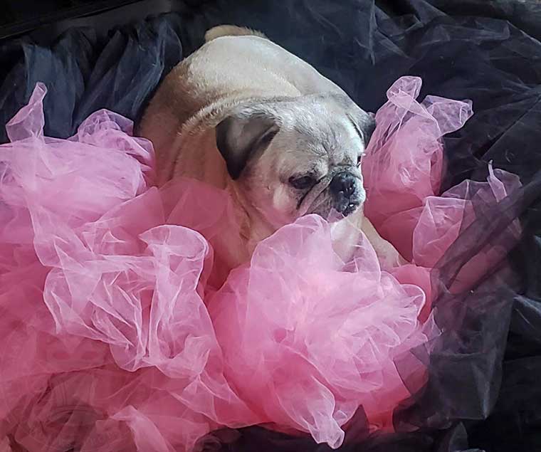 Lily paying in the costumes