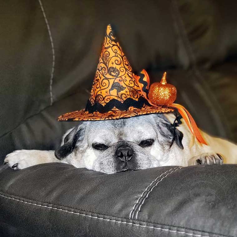 Lily Modeling a witchy hat