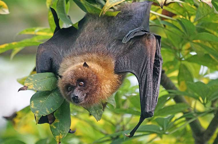 Bat in tree