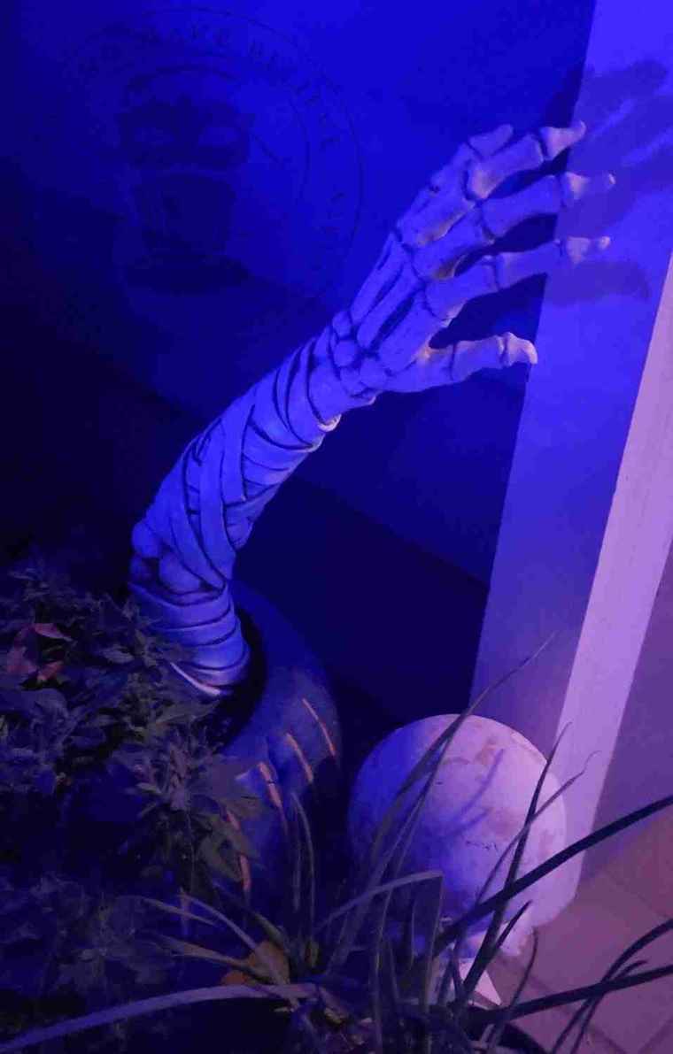 Mummy hand
