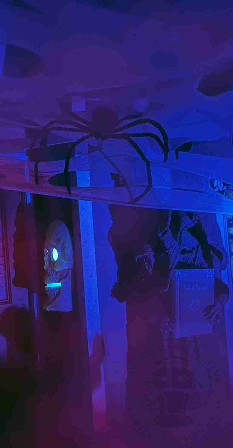 Spider in webs